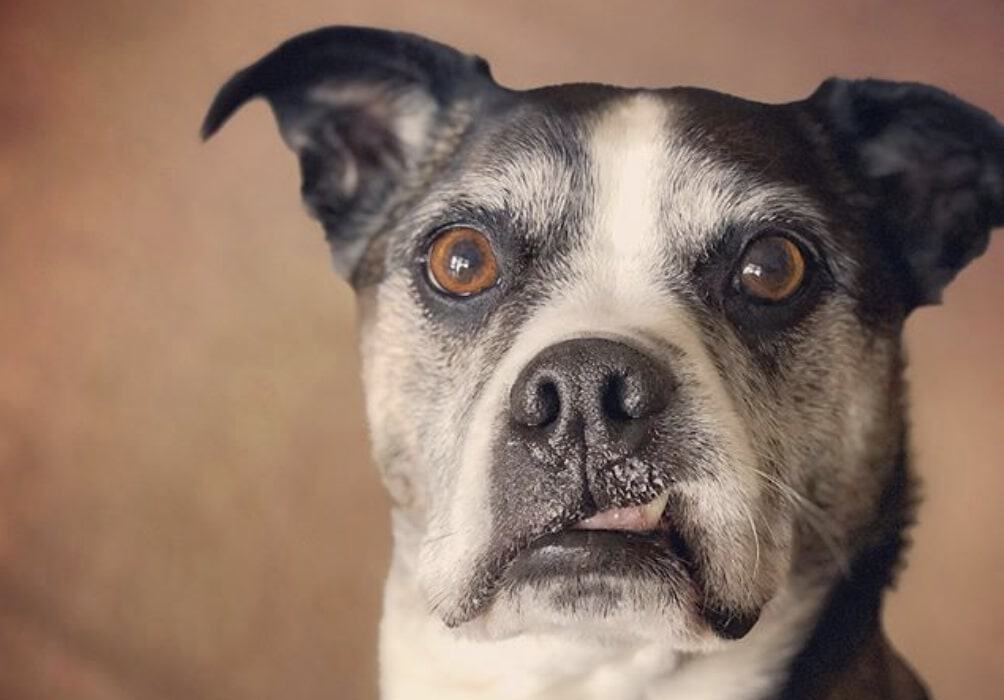 The Boston Boxer is the Boxer and Boston Terrier mix.