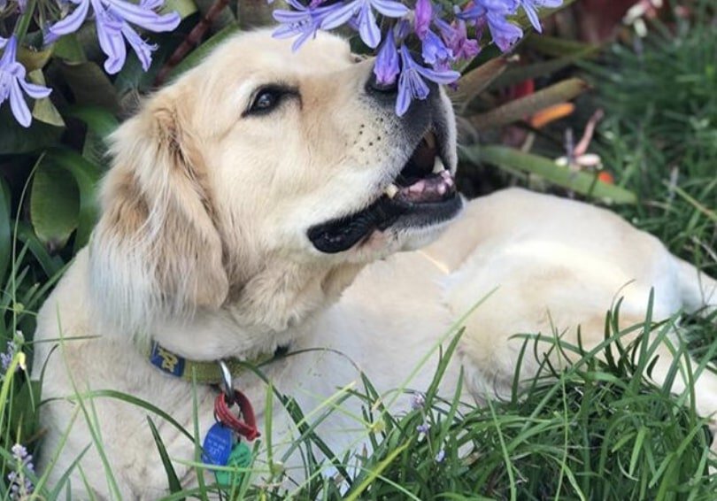 The Boxerdoodle is part Boxer, part Poodle.