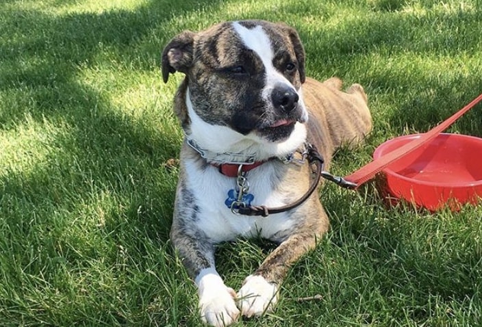 The Bulldog Corgi mix doesn't have an official name, but let's call them the Bulldorgi.