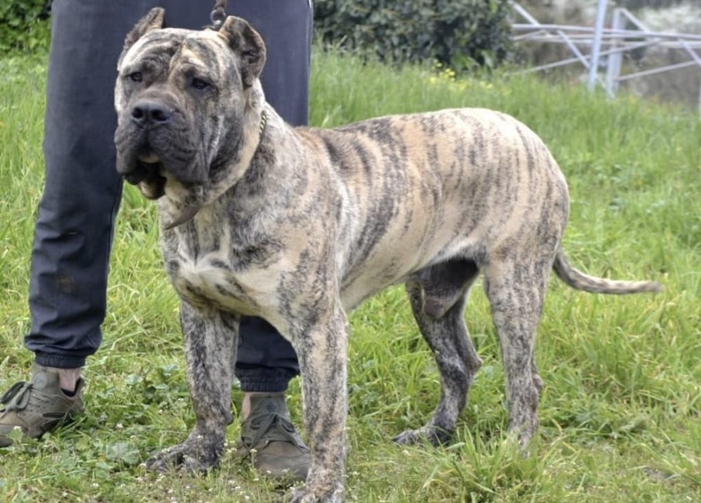 The Canary Mastiff is the most feared dog to come out of Spain.