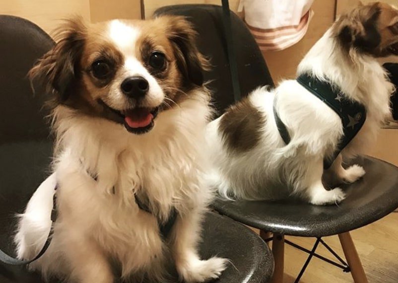 The Cavacorgi is comprised of the Cavalier King Charles Spaniel and Welsh Corgi.