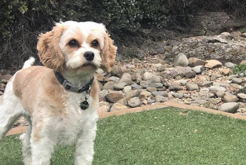 The Cavapoo is the Cavalier King Charles Spaniel and Poodle mix.