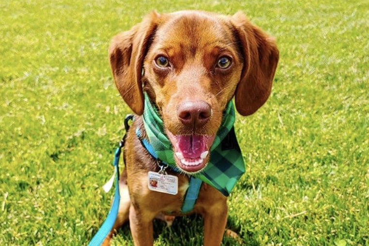 The Cheagle is a combination of the Chihuahua and Beagle.