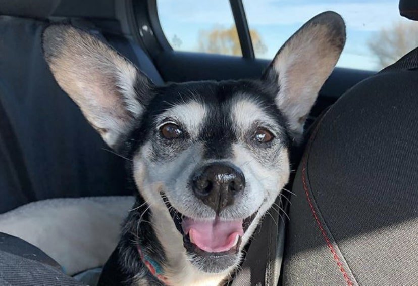 The Chigi, or Chorgi, is a combination of the Chihuahua and Welsh Corgi.