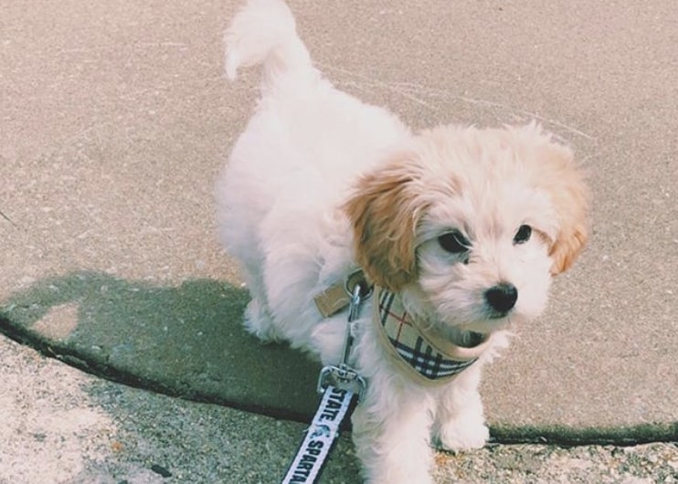 The Chipoo is a hybrid dog, consisting of Chihuahua and Poodle.