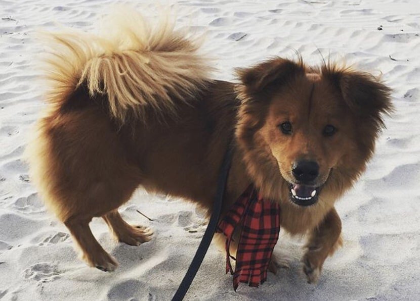 The Chorgi is a unique blend of the Chow Chow and Pembroke Welsh Corgi.