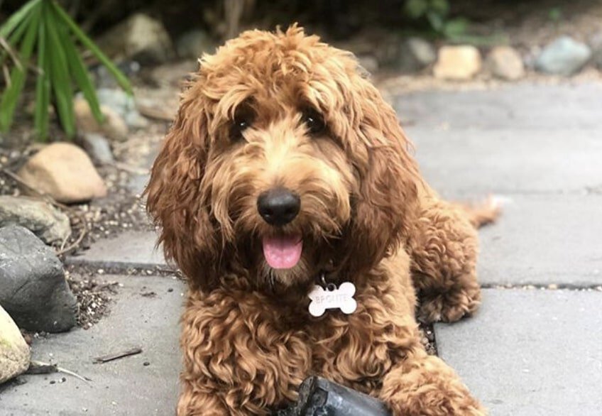 The Cockapoo is the Cocker Spaniel Poodle mix.