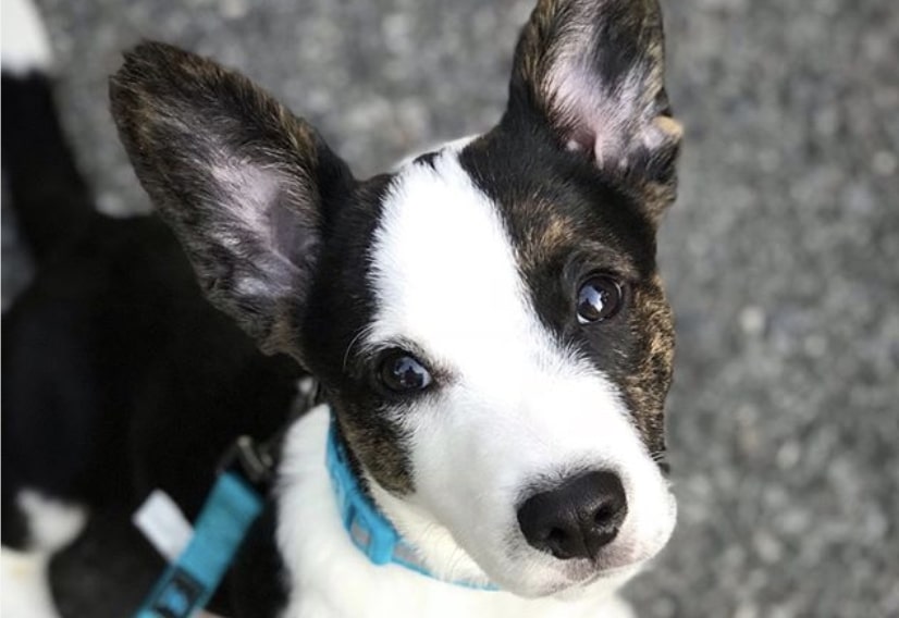 The Corger is a mix between the Boxer and Welsh Corgi.