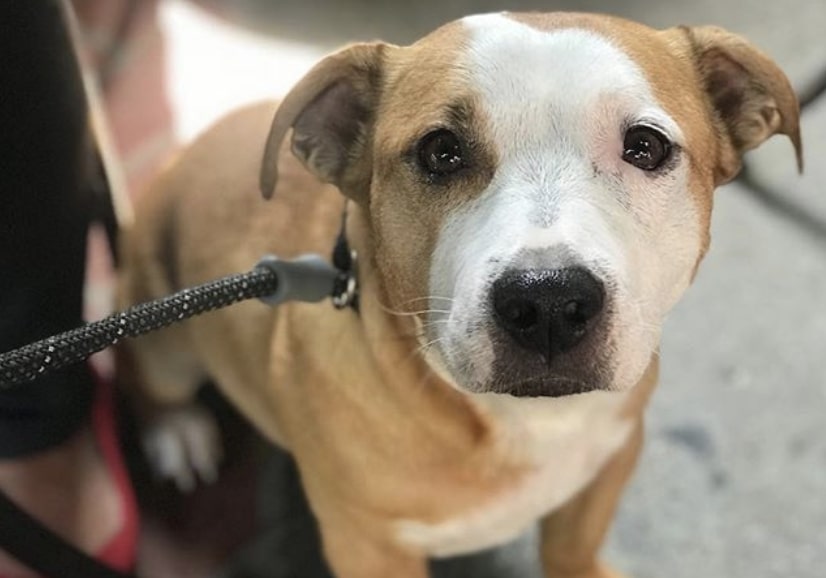 The Corgi Pit is part American Pit Bull Terrier and part Welsh Corgi.