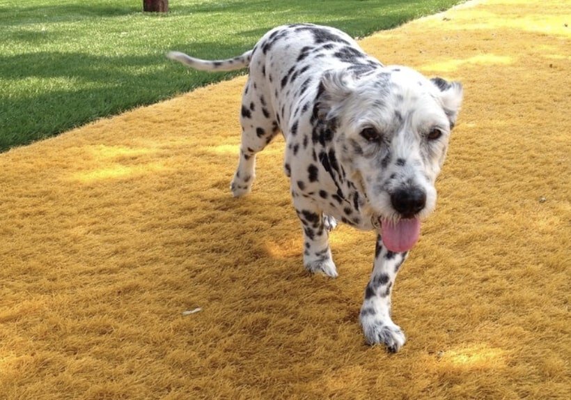 The Corgimatian is the Dalmatian Welsh Corgi mix.