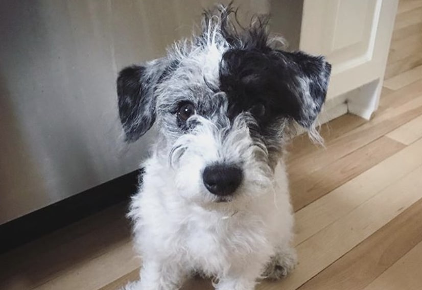 The Corgipoo is a hybrid of the Miniature Poodle and Welsh Corgi.