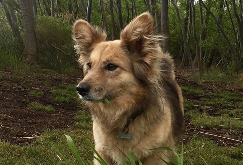 The Corman Shepherd is the beautiful cross between a German Shepherd and Corgi.