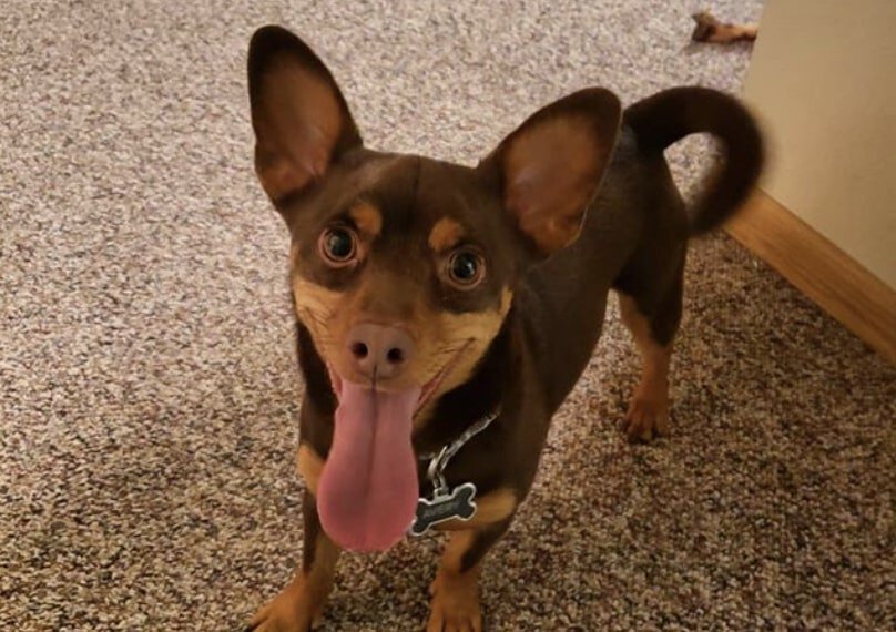 The Corpin combines the Miniature Pinscher with the Welsh Corgi.