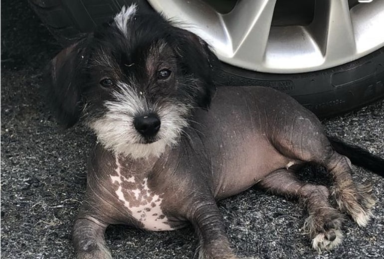 One of the rarest Beagle mixes, the Crested Beagle is a cross with a Chinese Crested.
