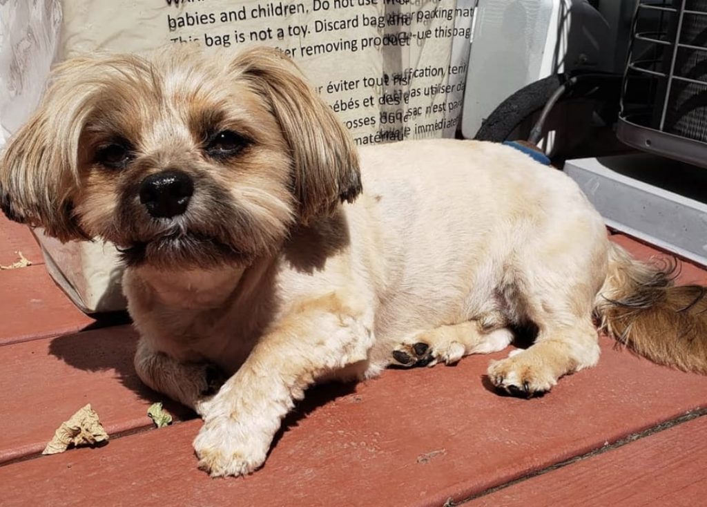 The Dorkie is part Dachshund and part Yorkshire Terrier.