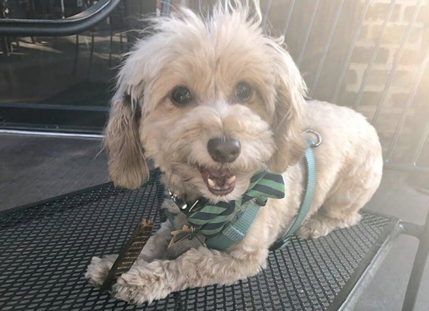 The Doxiepoo is a crossbreed of the Dachshund and Poodle.