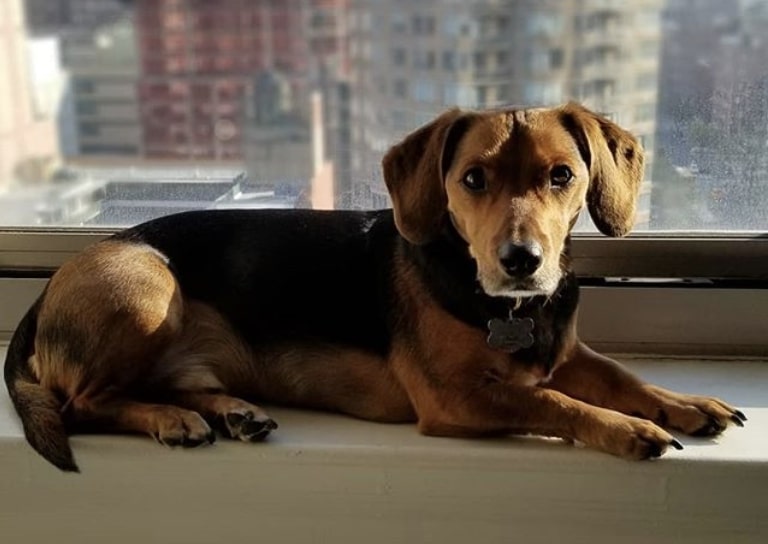 The Doxle is a cross between a Dachshund and Beagle.