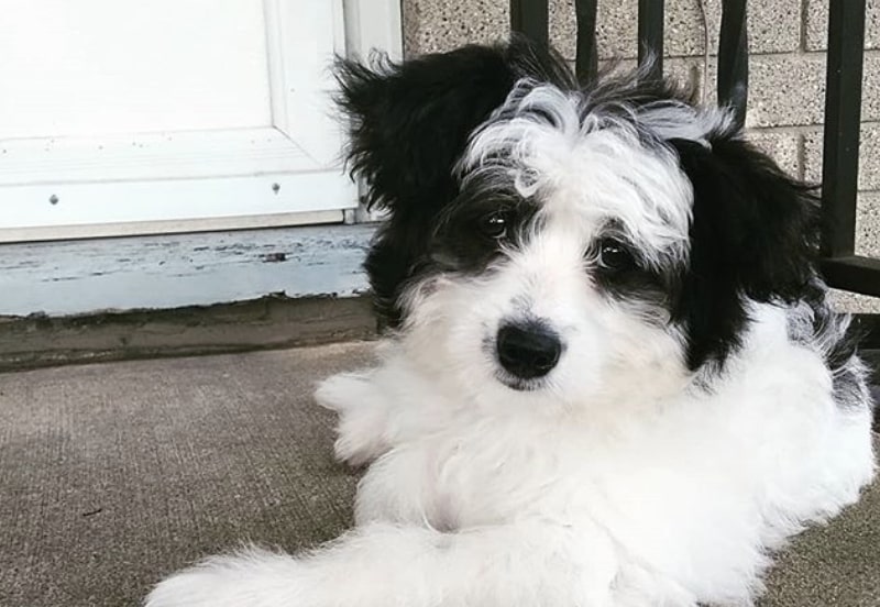 The Eskipoo is part American Eskimo Dog, part Poodle.