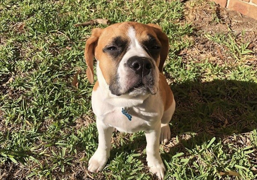 The Frengle is a cross between the Beagle and French bulldog.