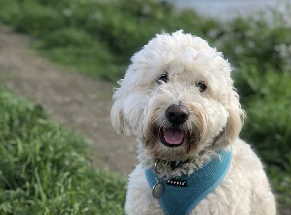 The Golden Doodle is a popular mix of the Golden Retriever and Poodle.