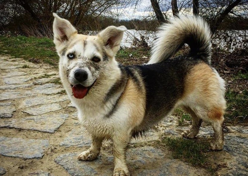 The Horgi is a Welsh Corgi Siberian Husky mix.