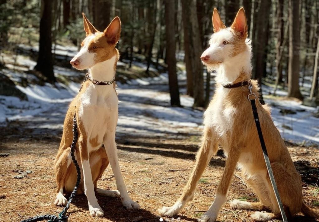 Ibizan Hounds are some of the most popular dog breeds to come out of Spain.