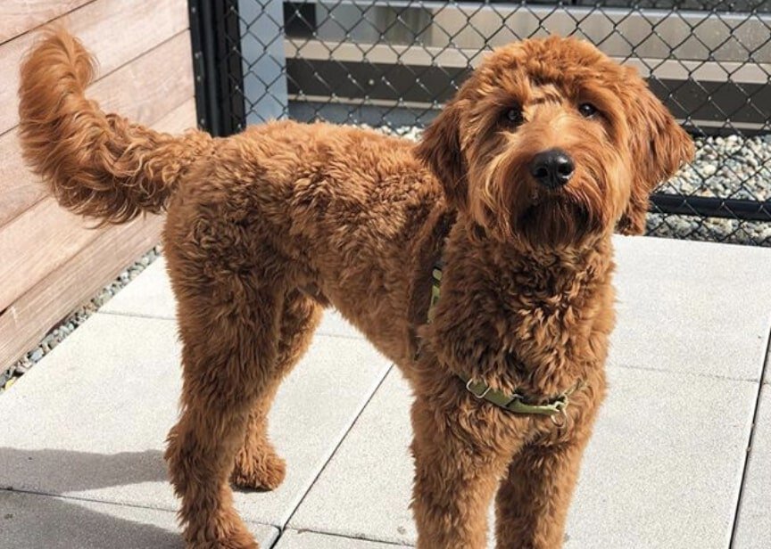 The Irish Doodle is a unique blend of the Irish Setter and Poodle.