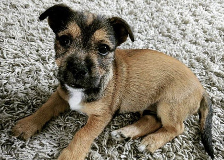 The Jacairn is the Jack Russell Cairn Terrier mix.