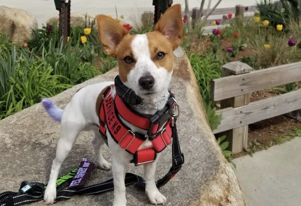 The Jack Chi is a Chihuahua and Jack Russell Terrier mix.