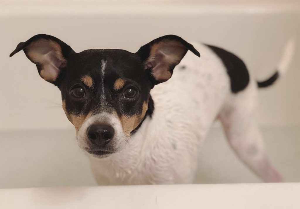 You get the Jack Rat mix by combining the Jack Russell Terrier with the Rat Terrier.