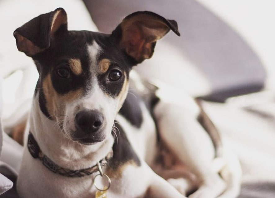 The Jack-A-Bee is a hybrid of the Jack Russell Terrier and Beagle.