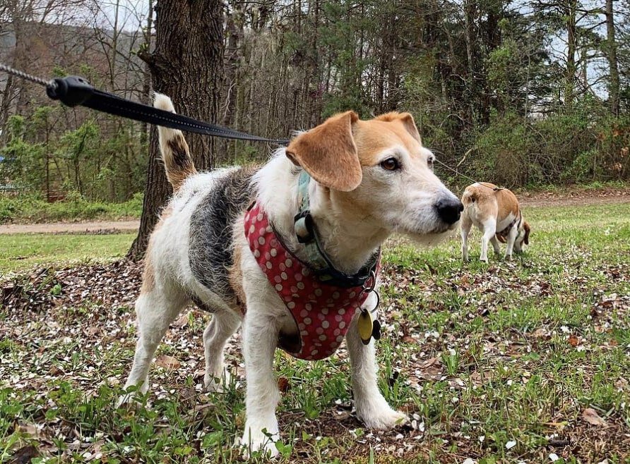 The Jack-A-Bee is the cross between a Jack Russell Terrier and Beagle.