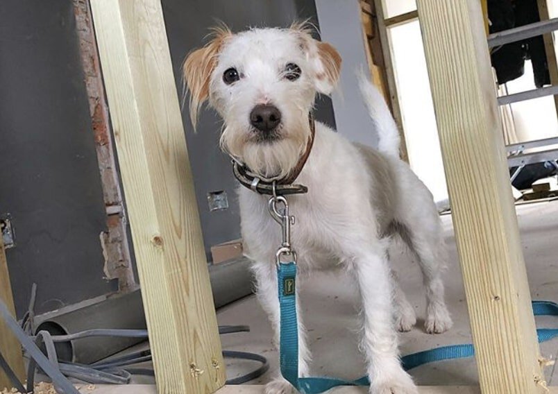 The Jackapoo is a hybrid of the Jack Russell Terrier and Poodle.