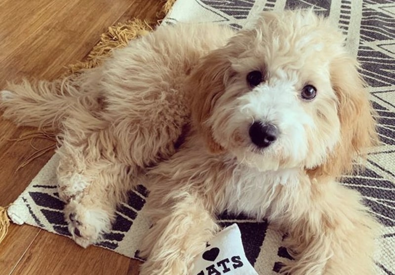 When you cross a Lhasa Apso and Poodle, you get the Lhasapoo.