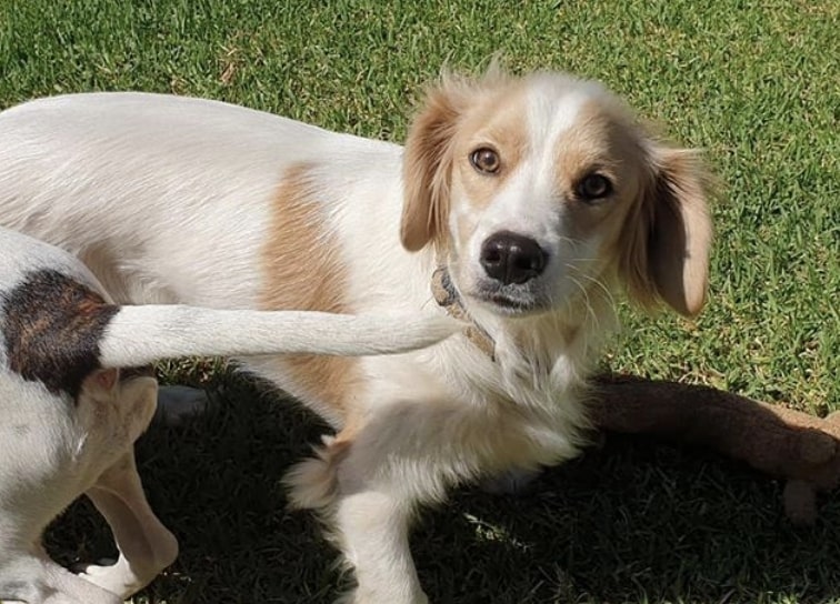 The Malteagle is the Maltese Beagle mix.