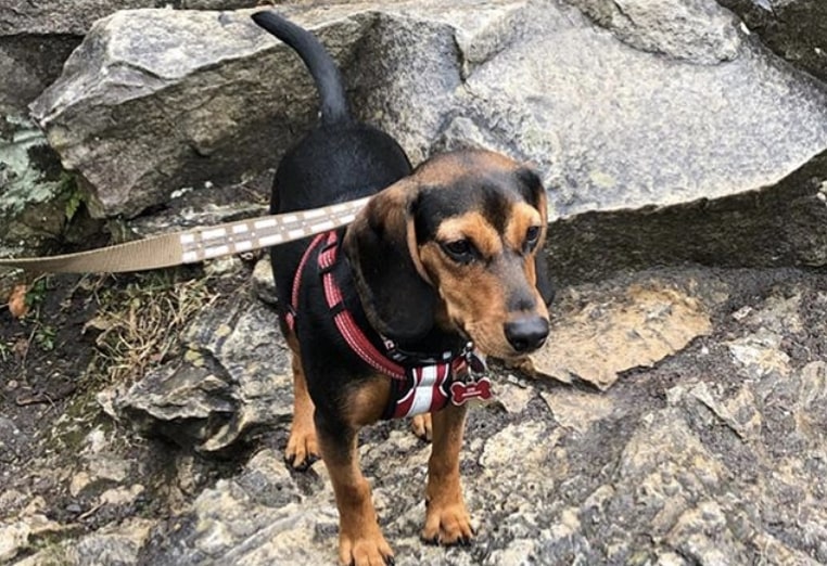 The Meagle is a Miniature Pinscher and Beagle mix.