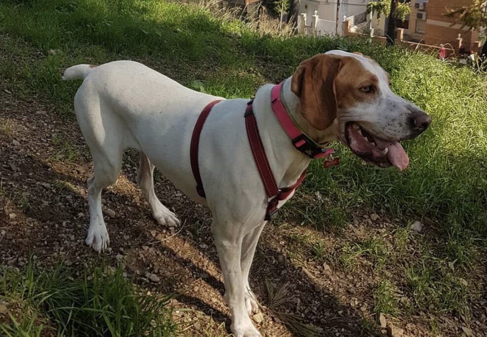 The Pachon Navarro is one of the most iconic dog breed from Spain.