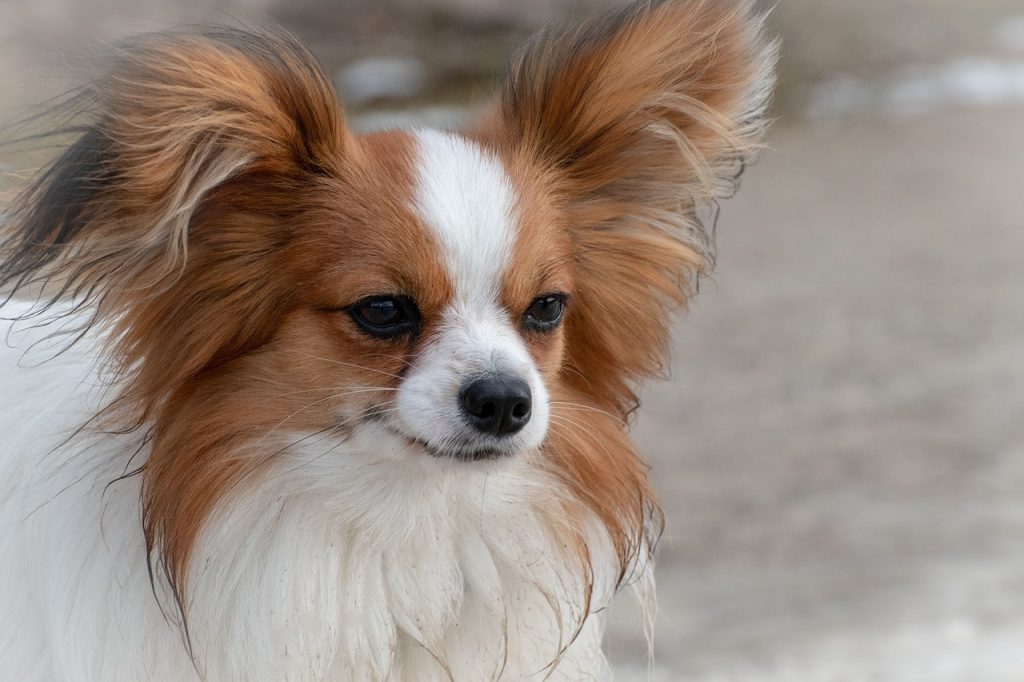 As the most famous Spanish dog, the Papillon is also one of the smartest dog breeds in the world.