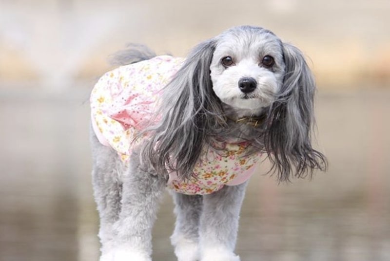 The Papipoo is a cross of the Papillon and Poodle.