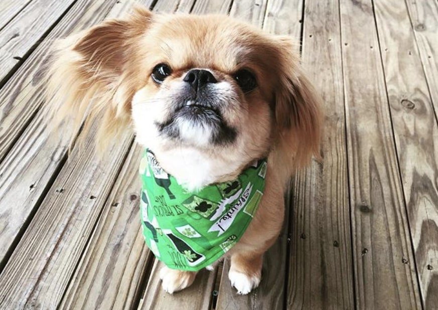 The Peekapoo is the Pekingese Poodle mix.