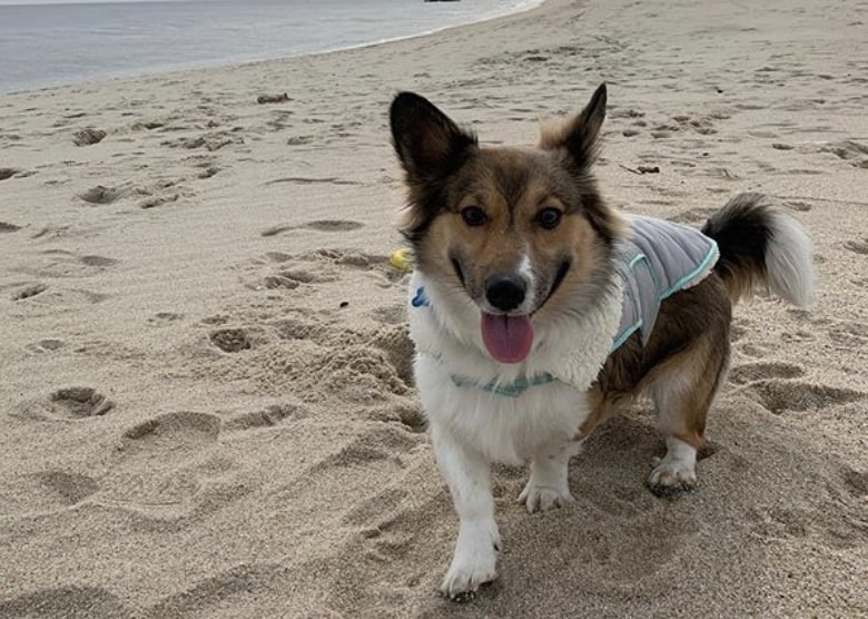 The Pembroke Sheltie is a unique blend of the Sheltie and Pembroke Welsh Corgi.