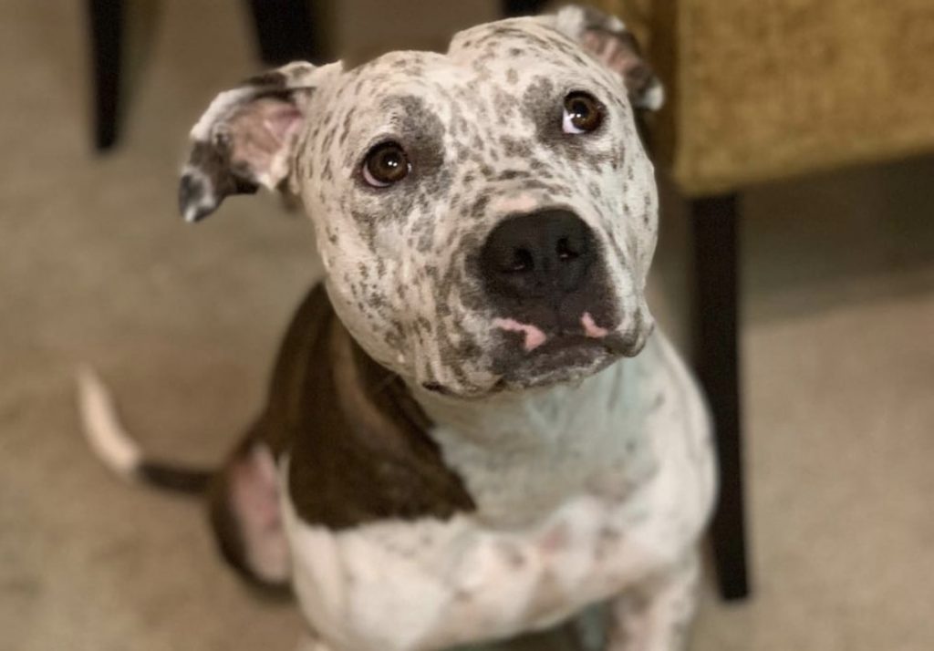 The Pit Heeler is the Blue Heeler Pit Bull Terrier mix.