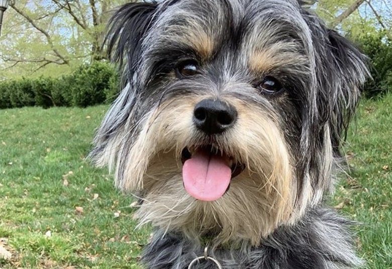 The Pomapoo is part Pomeranian and Poodle.