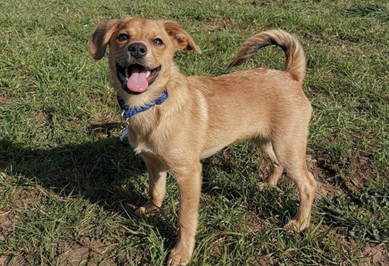 The Pomeagle is the result of crossbreeding a Pomeranian and a Beagle.