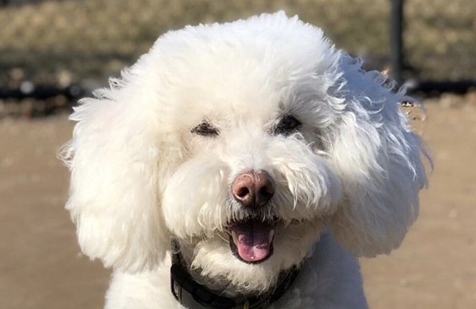The Poochon is the Poodle Bichon Frise mix.