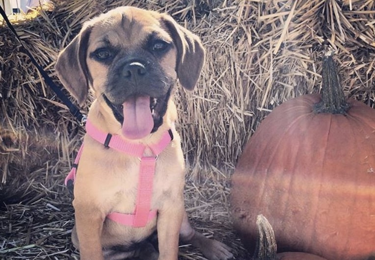 Puggles are a cross of the Beagle and Pug.