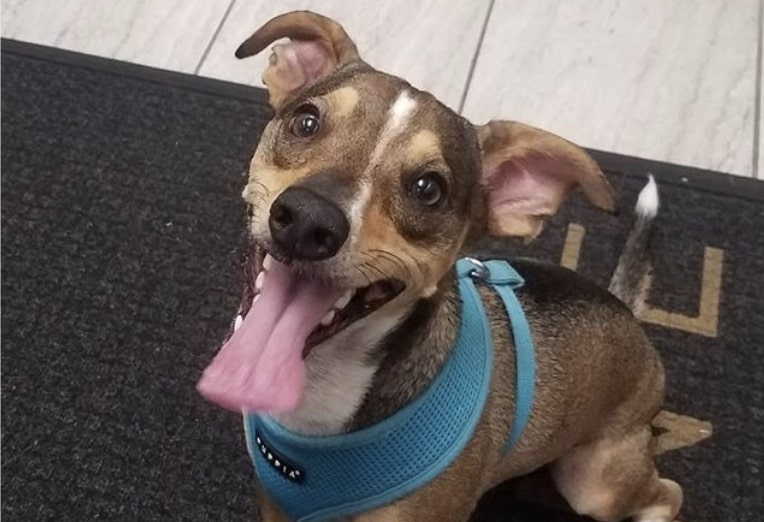 The Raggle is a mix of the Rat Terrier and Beagle.