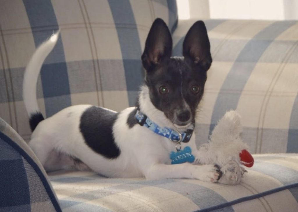 The Rat Cha is the Chihuahua Rat Terrier mix.