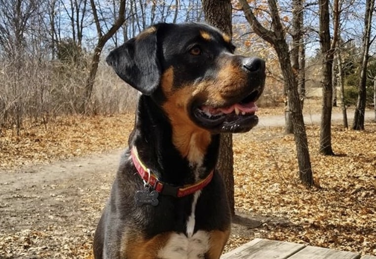 The Reagle is a crossbreed of the Rottweiler and Beagle.