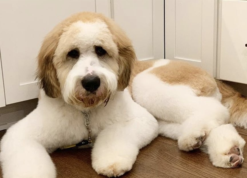 The Saint Berdoodle is a cross between the Saint Bernard and Poodle.